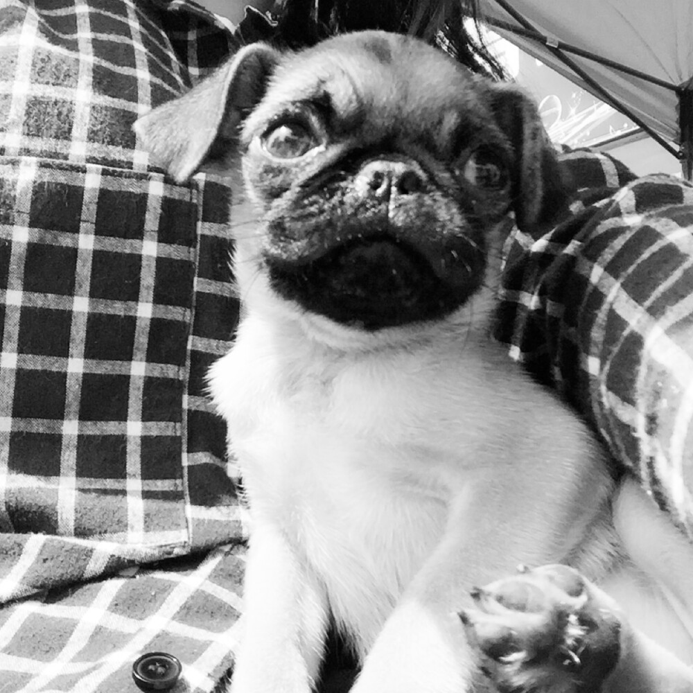 #pug##巴哥#忧郁的boy