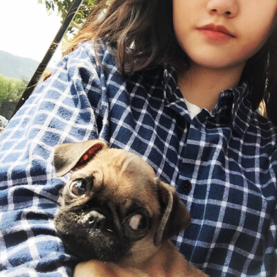 #pug##巴哥#晒起太阳