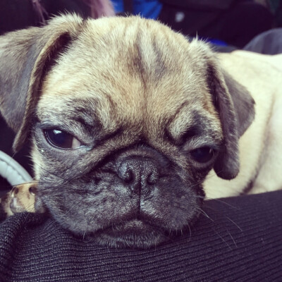 #pug##巴哥#有心事的皮蛋