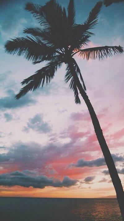 天空 椰子树 风景
