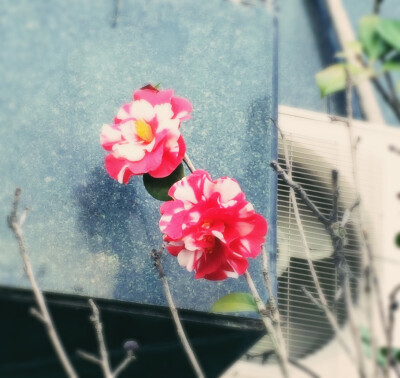 (๑′ᴗ‵๑)Ｉ Lᵒᵛᵉᵧₒᵤ❤