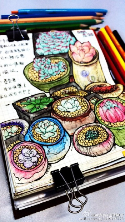 盆友家的多肉&amp;amp;手绘