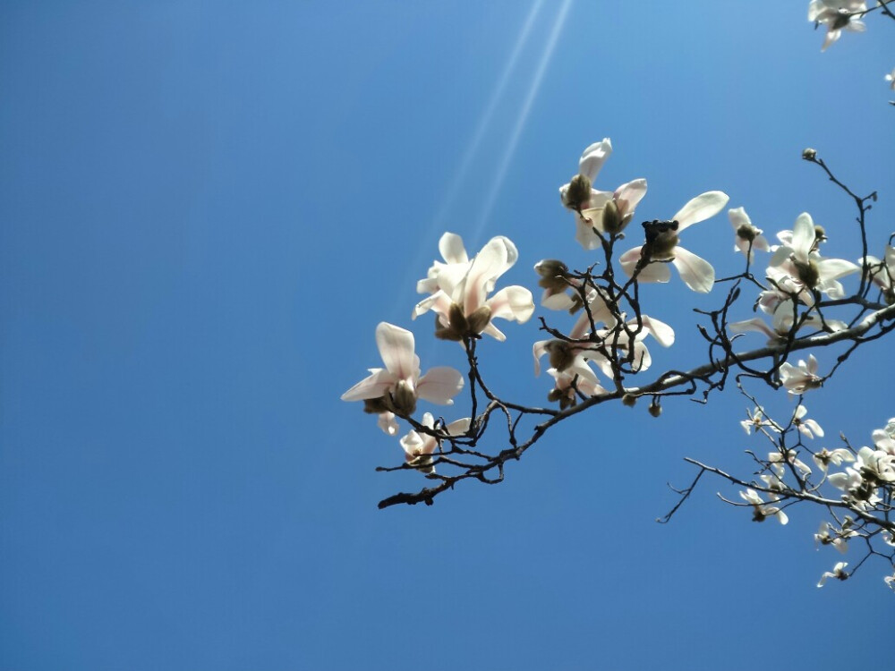 “木蘭 | 春和景明，芳草花影，木蘭成筆，書畫空穹。西湖邊，流水泛酒，翠草成裀，花落為褥，獨醉春風。少年白鬢，人老無情，待看木筆空書，舊日芳景。鏡裏孤鸞，篋中團扇，只是杯空少。故人倦旅时、終須再見，且乘風、高詠木蘭花?！? id=