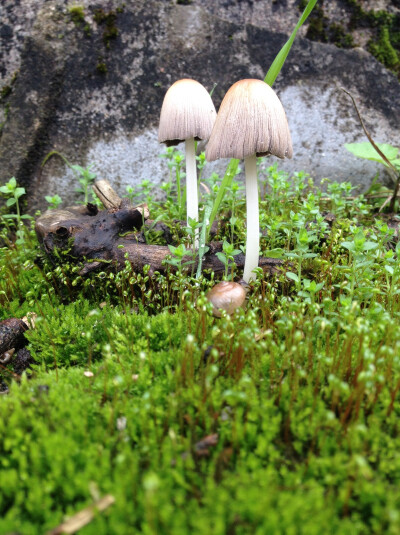 雨后清新的小蘑菇