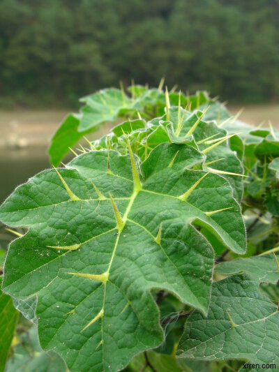 两面针：别名金椒、马药、藤椒、金牛公、双背针、花椒刺、叶下穿针、上山虎、下山虎等，看着图片，真是不寒而栗！山椒芸香科的木质藤本植物，分布于广东、广西、福建等地。叶和果皮可提芳香油；种子油供制肥皂用；根…