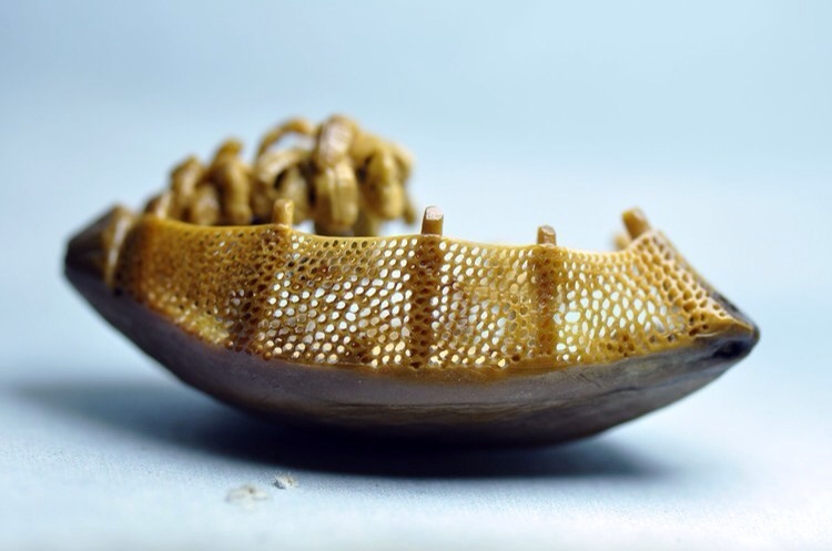 “ 明有奇巧人曰王叔远，能以径寸之木为宫室、器皿、人物，以至鸟兽、木石，罔不因势象形，各具情态。尝贻余核舟一，盖大苏泛赤壁云……” 明 · 魏学洢《核舟记》---（图：秋人）