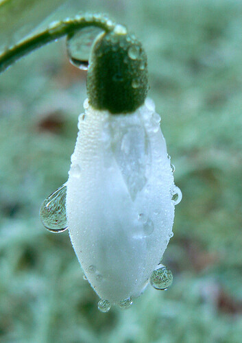 【叁月花开】雪滴花(雪铃花、铃兰水仙)——花语：希望，生命力强，勇往直前的力量 。＊当你孤独时，风儿就是我的歌声，愿它能使你得到片刻的安慰；当你骄傲时，雨点就是我的警钟，愿它能使你获得永恒的谦逊。