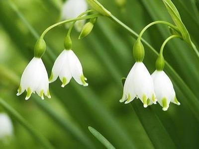 【叁月花开】雪滴花(雪铃花、铃兰水仙)——花语：希望，生命力强，勇往直前的力量 。＊当你孤独时，风儿就是我的歌声，愿它能使你得到片刻的安慰；当你骄傲时，雨点就是我的警钟，愿它能使你获得永恒的谦逊。