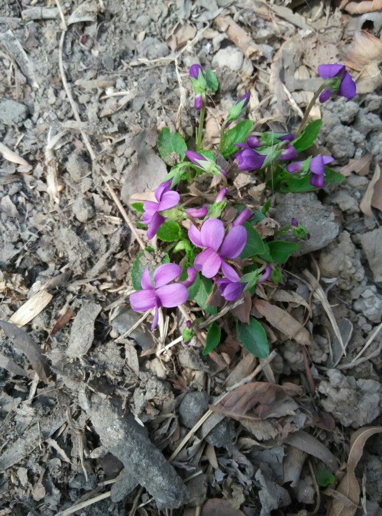 紫花地丁