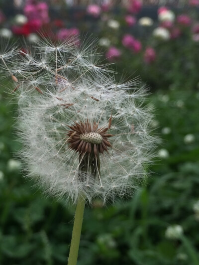 白色蒲公英的花语是“停不了的爱”。