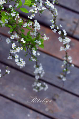 {.喷雪花.}每张都很好看！有木有！！总有一款你喜欢~\盆栽\花卉\\\\.