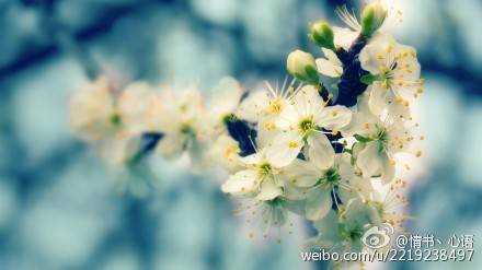 花朵 意境 风景