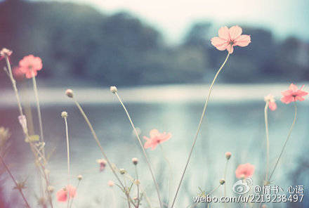 花朵 意境 风景