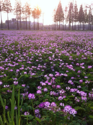 紫云英Astragalus sinicus.别名：翘摇、红花草、草子等。 紫云英，是一种优良牧草。 紫云英是蜜源之一。 紫云英蜜， 是虚火旺盛人士之保健佳品。 紫云英花语：幸福，没有爱的期待 花箴言：幸福不是必然的，只要你懂得珍惜，幸福唾手可得。是夕阳渲染了紫云英 还是紫云英衬托了夕阳 很美...