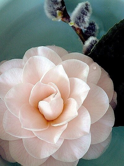 茶花Camellia japonica.又名山茶花。花期较长，从10月份到翌年5月份都有开放，盛花期通常在1-3月份。因其植株形姿优美，叶为浓绿绿而光泽，花形艳丽缤纷，而受到世界园艺界的珍视。品种极多，十大名花排名第八，亦是…