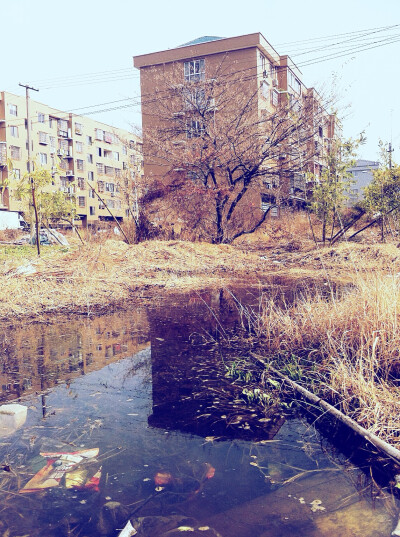 小时候周围得池塘钓鱼的地方 变没了成沼泽地了