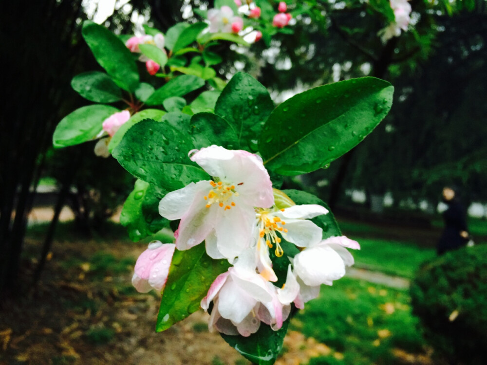 小花朵～一朵一朵慢动作飘落～