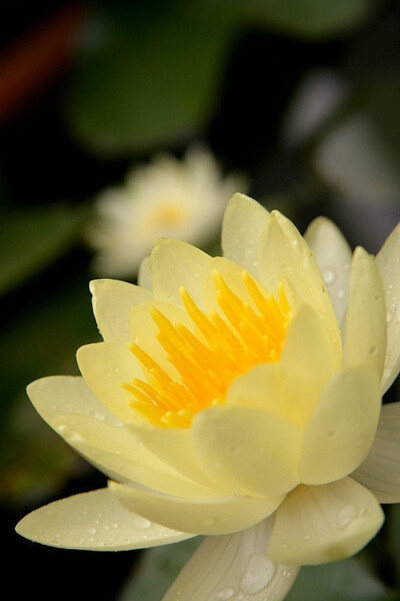 人间有笔应难画， 雨后无尘更好怜。 何限断肠名不得， 倚风娇情醉腰偏。