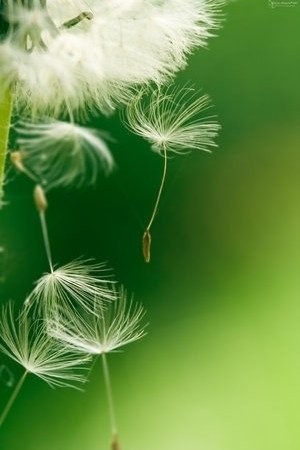 蒲公英Taraxacum mongolicum Hand.-Mazz.生于中、低海拔地区的山坡草地、路边、田野、河滩。蒲公英植物体中含有蒲公英醇、蒲公英素、胆碱、有机酸、菊糖等多种健康营养成分。蒲公英可生吃、炒食、做汤，是药食兼用的植物。花语：有着充满朝气的黄色花朵，花语是“无法停留的爱”。我愿做一株蒲公英，随风飘零，落地为家...