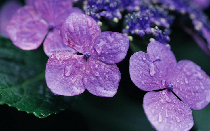  淡紫色的紫罗兰花神秘而优雅，以冷水冲之，精华一样可以释出。能够清热解毒，美白祛斑，滋润皮肤，增强光泽，防紫外线照射，紫罗兰对呼吸道的帮助很大，对支气管炎也有调理之效。花期12~4月。花语： 永恒的美；质朴，美德，盛夏的清凉。紫色紫罗兰是最神秘的一种，花语“在美梦中爱上你”。传说最初的紫罗兰没有紫色，只有近似于紫色的蓝色，后来经过一位园艺大师的悉心栽培才产生了烟雾一样美丽的紫色紫罗兰，这种颜色如梦幻一般不真实，也如爱情一样美丽而稍纵即逝。但因为这是被栽培出来的颜色，因此花语也有“小心翼翼守护的爱”的意思。 拿破仑独钟情于紫罗兰。他的追随者们把它作为拿破仑派的标志...