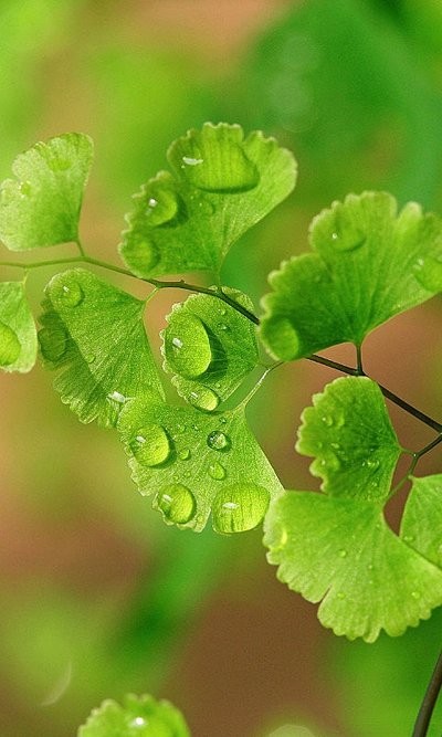 铁线蕨Adiantum capillus-veneris L.别称铁丝草、少女的发丝、铁线草、水猪毛土。因其茎细长且颜色似铁丝，故名铁线蕨。茎叶秀丽多姿，形态优美，株型小巧，极适合小盆栽培和点缀山石盆景。又由于黑色的叶柄纤细而有光泽，酷似人发，加上其质感十分柔美，好似少女柔软的头发，因此又被称为“少女的发丝”。全草（猪鬃草）：淡、苦，凉。喜明亮的散射光，怕太阳直晒。在室内应放在光线明亮的地方，即使放置1年也能正常生长。铁线蕨每小时能吸收大约20微克的甲醛，所以有人把铁线蕨比喻成最有效的生物“净化器”。花语:雅致、少女的娇柔...