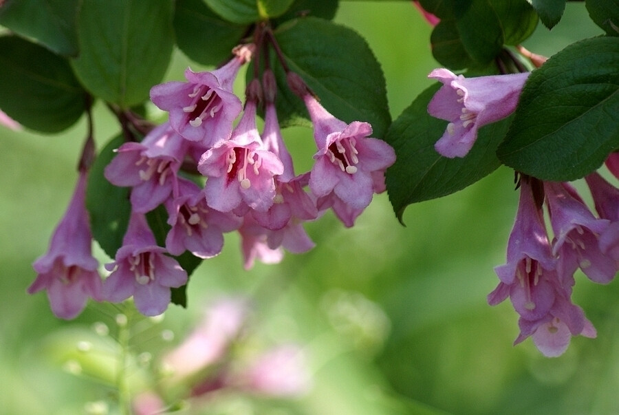 锦带花Weigela florida.花期4-6月。锦带花枝叶茂密，花色艳丽，花期可长达连个多月。 锦带花的花期正值春花凋零、夏花不多之际，花色艳丽而繁多，故为东北、华北地区重要的观花灌木之一， 对氯化氢抗性强，是良好的抗污染树种。花枝可供瓶插。花语：前程似锦、绚烂、美丽...