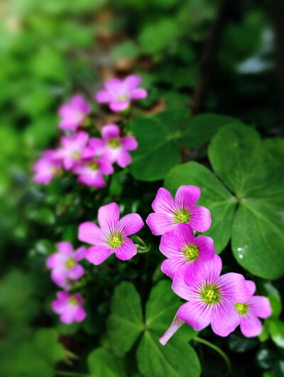 三叶草花