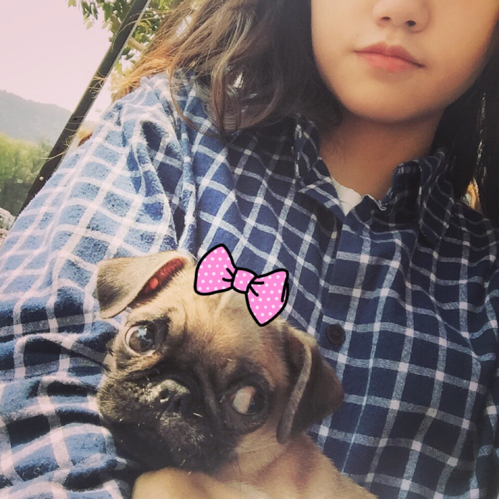 #巴哥 #pug 皮蛋小菇凉