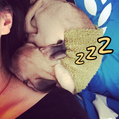 #巴哥 #pug 一坨皮蛋