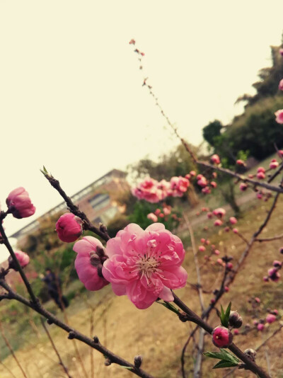 福建师范大学-桃花