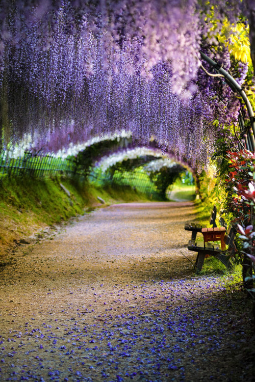 Kawachi Fuji Gardens, Kitakyushu, Japan (by Tristan W Che) 。日本北九州河内富士藤园紫藤花隧道。河内藤园于1977年4月开园，最引人关注的是面积达1000坪的大藤架，还有令人流连忘返的紫藤圆屋顶及紫藤隧道。每年的4月下旬至5月中旬，各种紫藤花顺次绽放，将游客带进一个童话般极致浪漫的世界。除了常见的紫色外，还有白色、紫红、粉红、黄等颜色的紫藤，让整个隧道显示缤纷绚烂。因为是日本屈指可数的的私人紫藤花园，为了保护藤木，藤园的主人进行严格管理，因此并不是特别热衷于宣传，吸引旅客。