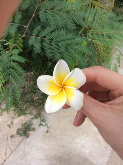 圣洁的鸡蛋花