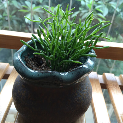 小植物