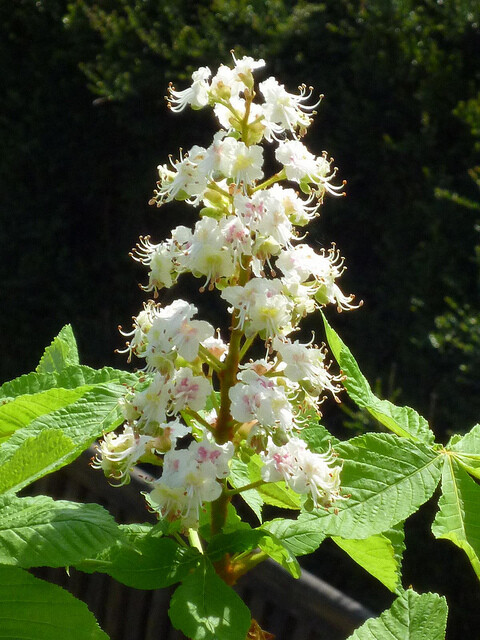  欧洲七叶树（学名：Aesculus hippocastanum L.）。是落叶乔木，分布于欧洲的落叶林地。世界四大行道树之一。树体高大雄伟，树冠宽阔，绿荫浓密，花序美丽，在欧美广泛作为行道树及庭院观赏树。 其提取液具强力消浮肿的作用，对静脉曲张、红肿及发炎皮肤的治疗有疗效。