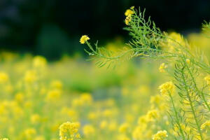 【叁月花开】油菜花——花语：加油。＊油菜花开，开满思念的海洋。是谁用柔美的姿态荡起双桨，笑靥陶醉了蝴蝶，也陶醉了梦想。