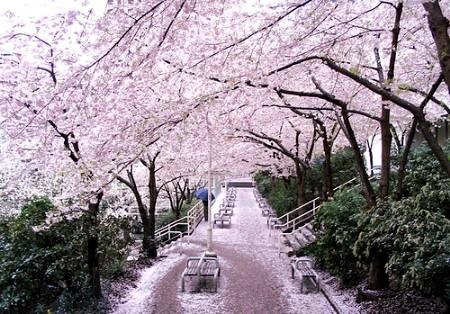 【叁月花开】樱花——花语：生命/纯洁。＊待落花时节，我陪你赏樱花如雪。