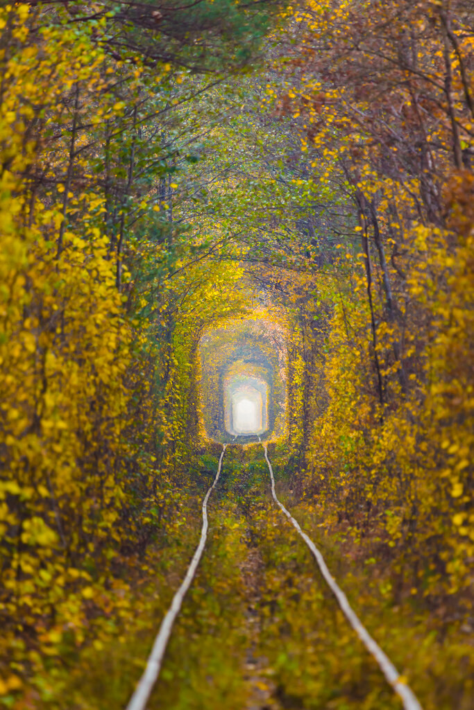 Tunnel of Love, Klevan, Ukraine (by garmoncheg)。乌克兰里夫涅克利宛爱情隧道。在乌克兰Rivne(译里夫涅)西北25公里处有条村庄名为Klevan(译克利宛)，有一条穿越森林的火车轨道。由于周围被繁茂的树枝绿叶所笼罩，这就形成了一段绿色的隧道，加之经常有情侣在此游玩久而久之就变成了一条“爱的隧道（Tunnel of Love）”。虽然是全球闻名的绿色隧道，但秋季金黄的叶子也别有一番风味呢。