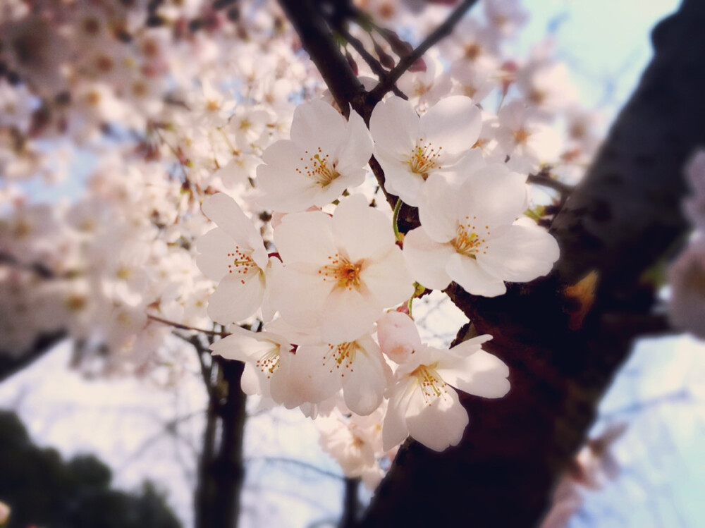 2015 南京鸡鸣寺 樱花季～