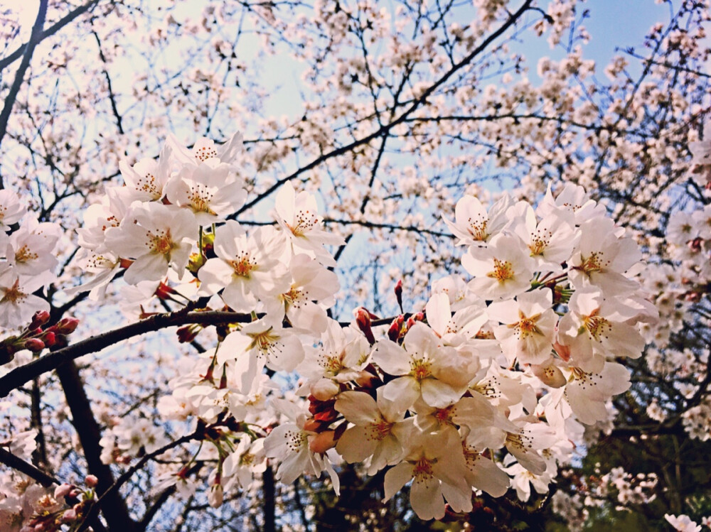 2015 南京鸡鸣寺 樱花季～