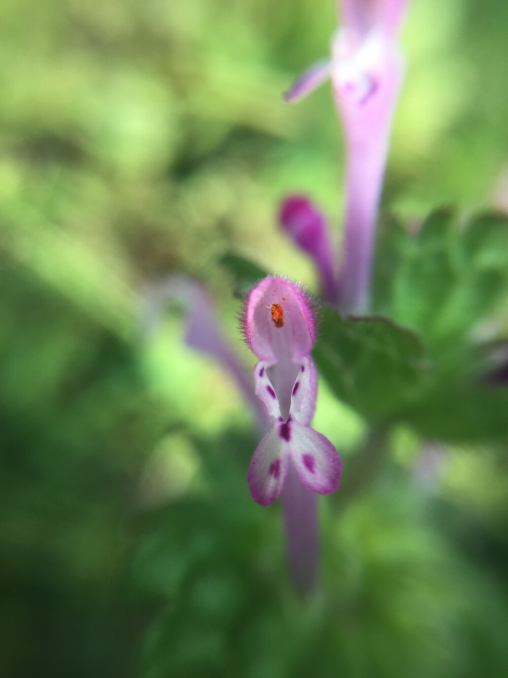 奇怪的小花，像猪笼草