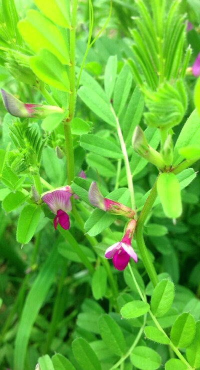 【 三 齿 蕚 野 豌 豆 】全草可入药，花可治中风后口眼歪斜、吐血、咯血、肺热咳嗽等症；种仁治水肿，果荚治脓疮、水火烫伤；叶入药能治无名肿毒和蛇咬伤等。