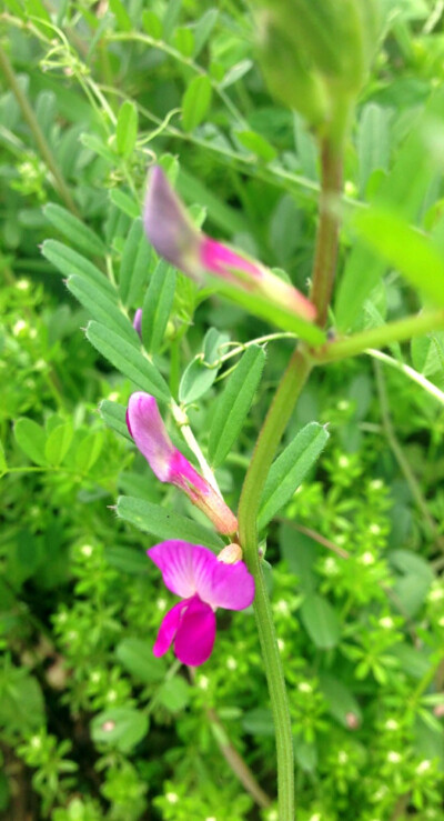 【 三 齿 蕚 野 豌 豆 】全草可入药，花可治中风后口眼歪斜、吐血、咯血、肺热咳嗽等症；种仁治水肿，果荚治脓疮、水火烫伤；叶入药能治无名肿毒和蛇咬伤等。