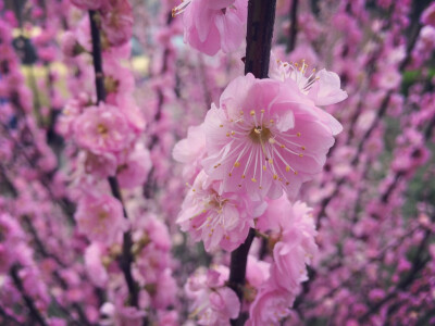 春暖花开