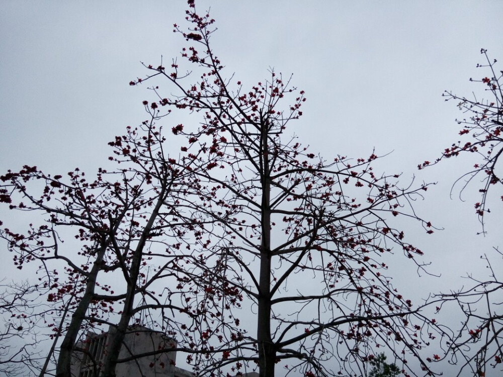 木棉花，英雄花，落于地，不落本来模样。