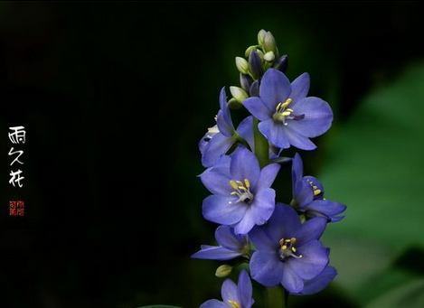 雨久花Monochoria korsakowii.主要生长在浅水池、水塘、沟边或沼泽地中。雨久花花大而美丽，淡蓝色，像只飞舞的蓝鸟，所以又称之为蓝鸟花。花期7-8月，果期9-10月。雨久花具有清热、去湿、定 喘、解毒的功效。可做家畜和家禽的饲料。花语：天长地久...