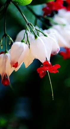 龙吐珠Clerodendrum thomsonae Balf.花期3-5月。花形奇特、开花繁茂，其花皆属苞片组成的棱形花萼，像一个个奶白色的“杨桃仔”，在它尖端的裂口间，吐出五根绛红的花儿，疏密匀称地布满在叶片之上，如同把蕴藏生命之火的红珠，吐完一颗又一颗。花语：珍贵纯洁、内心热诚...