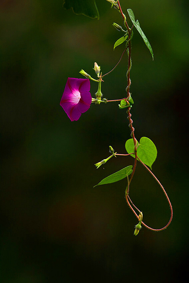 牵牛花Pharbitis nil (L.) Choisy.别名：喇叭花。除栽培供观赏外，种子为常用中药，有泻水利尿，逐痰，杀虫的功效。生于海拔100-200（-1600）米的山坡灌丛、干燥河谷路边、园边宅旁、山地路边，或为栽培。俗话说：“秋赏菊，冬扶梅，春种海棠，夏养牵牛。”可见，在夏天的众多花草中，牵牛花可以算得上是宠儿了。花语：名誉。花箴言：小鬼扮大人，装腔作势。花寓意：年长女性引诱年少男性。古有老牛吃嫩草这一说，今有老草牵嫩牛相对。见到类似女子，你可以说一句：“哎哟，你是牵牛花吧”...