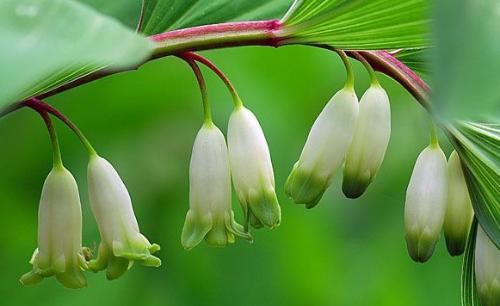 玉竹Polygonatum odoratum （Mill.）Druce.植物的根茎可供药用，中药名亦为玉竹，秋季采挖，洗净，晒至柔软后，反复揉搓，晾晒至无硬心，晒干，或蒸透后，揉至半透明，晒干，切厚片或段用。玉竹具养阴、润燥、清热、生津、止咳等功效。用作滋补药品，主治热病伤阴、虚热燥咳、心脏病、糖尿病、结核病等症，并可作高级滋补食品、佳肴和饮料，具有保健作用...