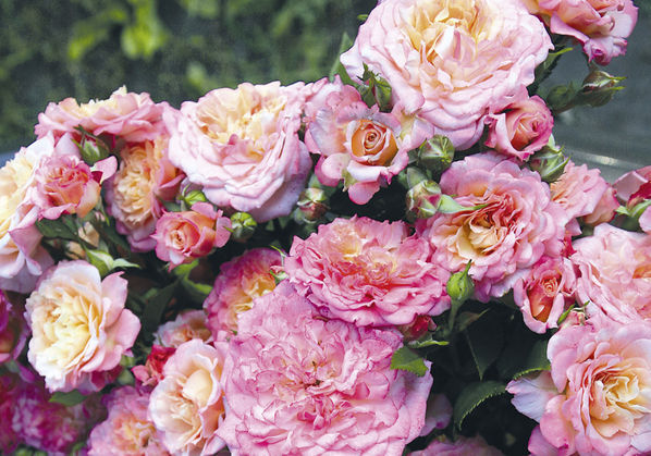 乡下姑娘（Country Girl ）培育：2009年，德国 ChristianEvers 推出：2014年Rosen-Tantau/Tantau Roses在德国以名称'CountryGirl'推出 类别：丰花月季 颜色：暗红色，紫色、黄褐色色调，逐渐成为粉色 花香：无香味 平均直径：5厘米 高度：50-60厘米，宽可达45厘米 枝条：浓密，分支好 花型：中型，全双（26-40花瓣） 抗病性：非常抗病 习性：多季节重复盛开，耐寒性为美国农业部区6B-9B（默认）。 备注：同名品种：乡下姑娘（M-Country Girl，M-カントリーガール）——（日本，杏色）
