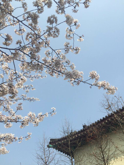 鸡鸣寺，樱花